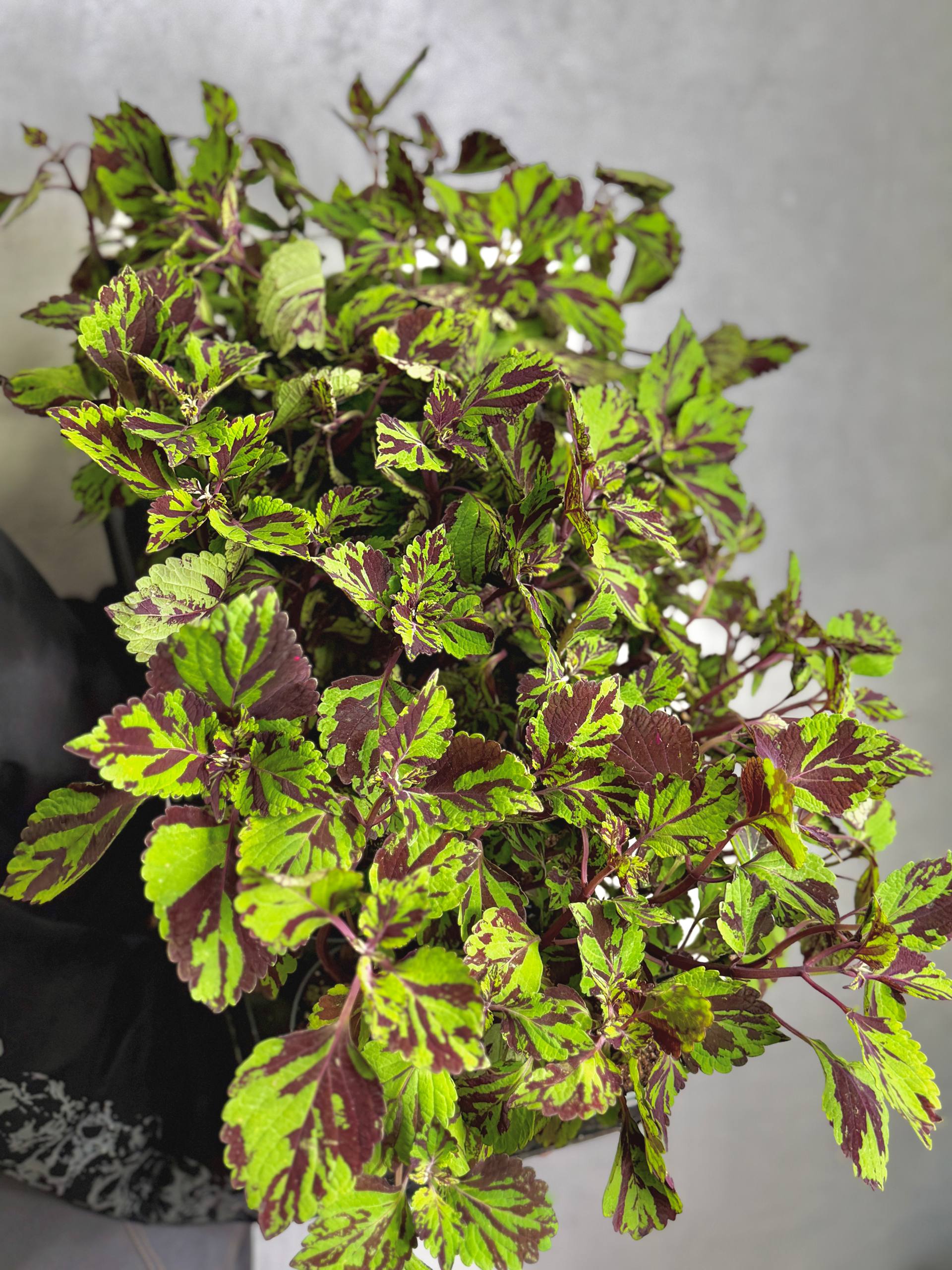 Колеус Грин Лолайт (Coleus Green Lolite) D11см