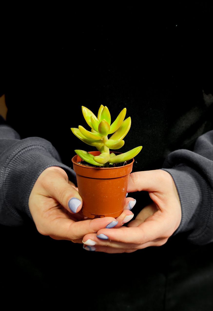 Седум Адольфа Одиночный (Sedum Adolphii) D5см