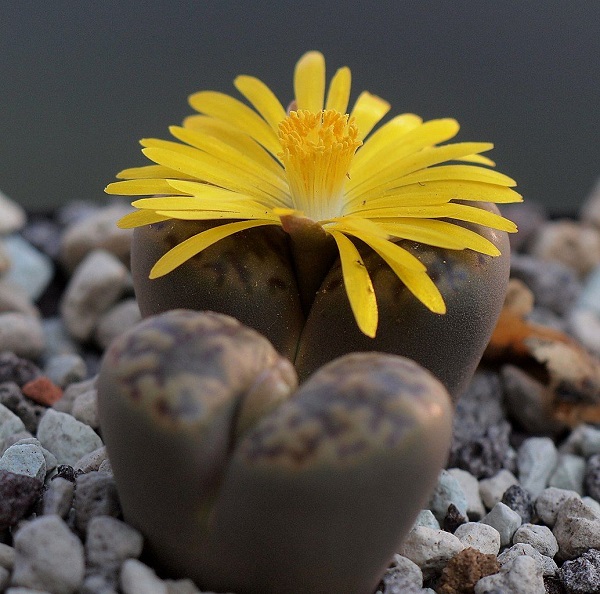 Литопсы Парочка (Lithops Duo) D5см