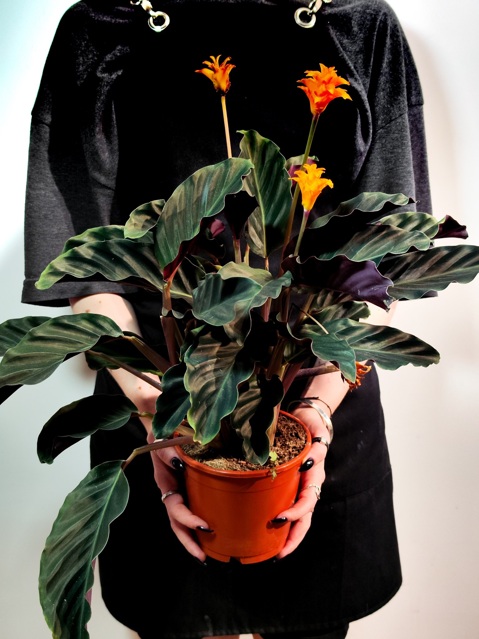 Калатея Кроката, или Калатея Шафранная (Calathea Crocata) D14см