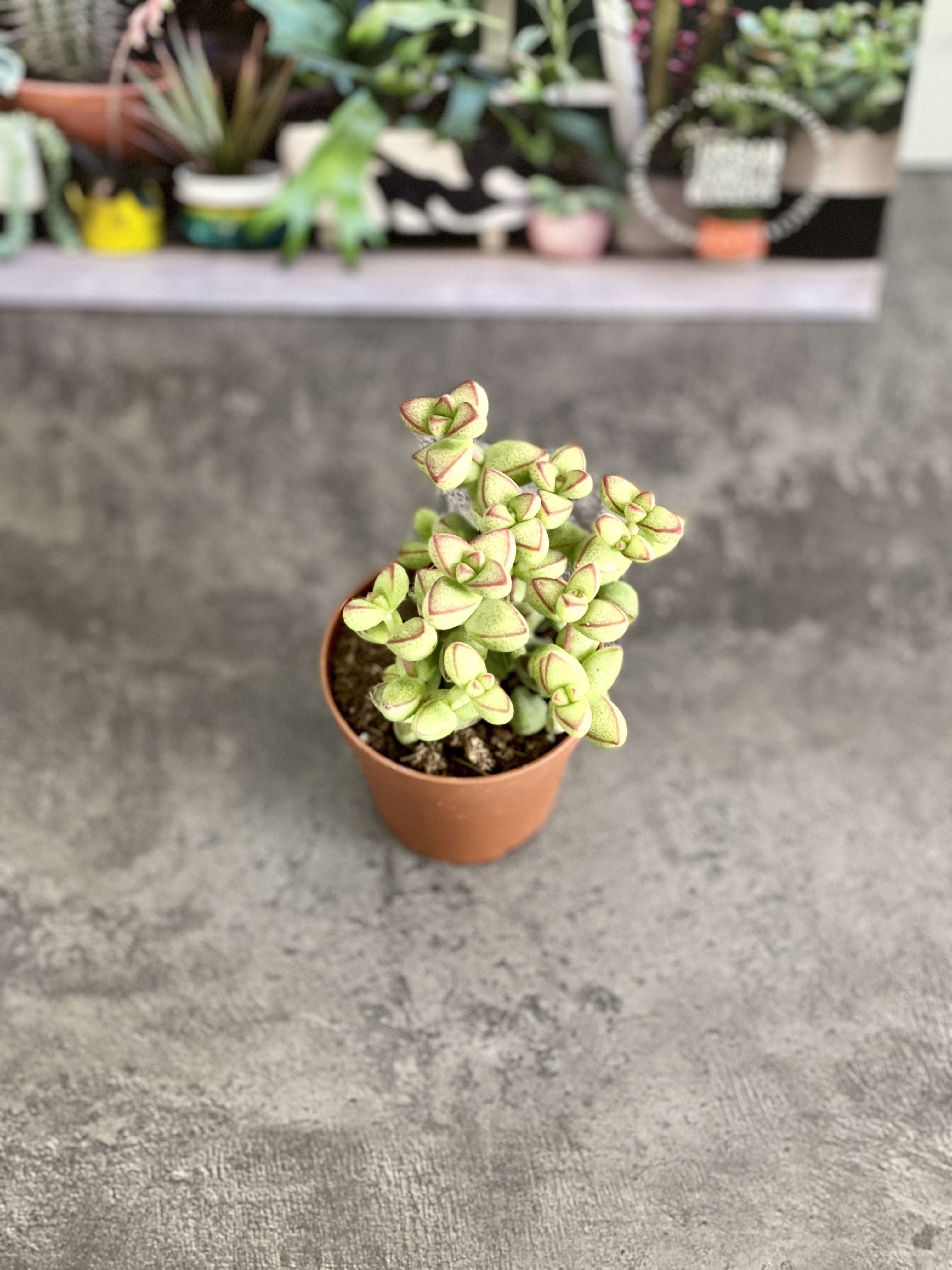 Крассула Бревифолия (Crassula Brevifolia) D5см