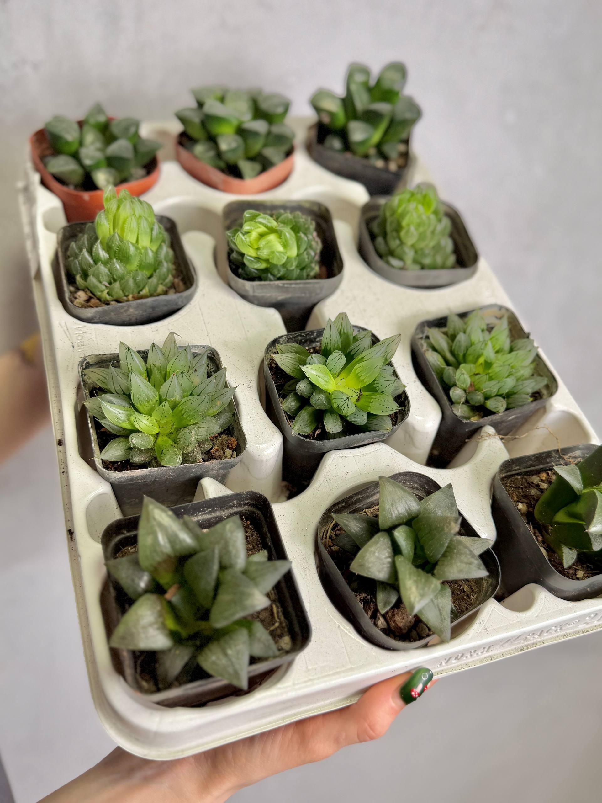 Хавортия Купера Пиктурата (Haworthia Cooperi var. Picturata) D7см