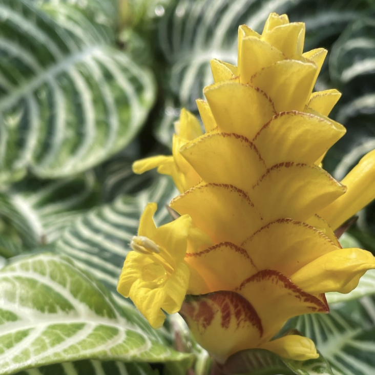 Афеляндра Скуарроса (Aphelandra Squarrosa) D12см