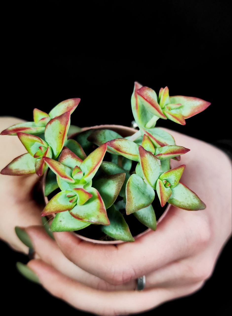Крассула Перфората Красная (Crassula Perforata Hoshiotome) D5см