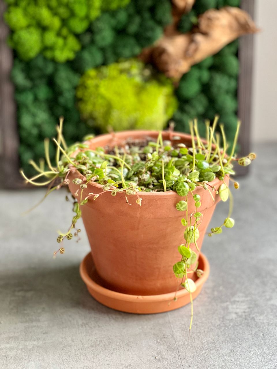 Пеперомия Прострата (Peperomia Prostrata) D12см, пересаженная