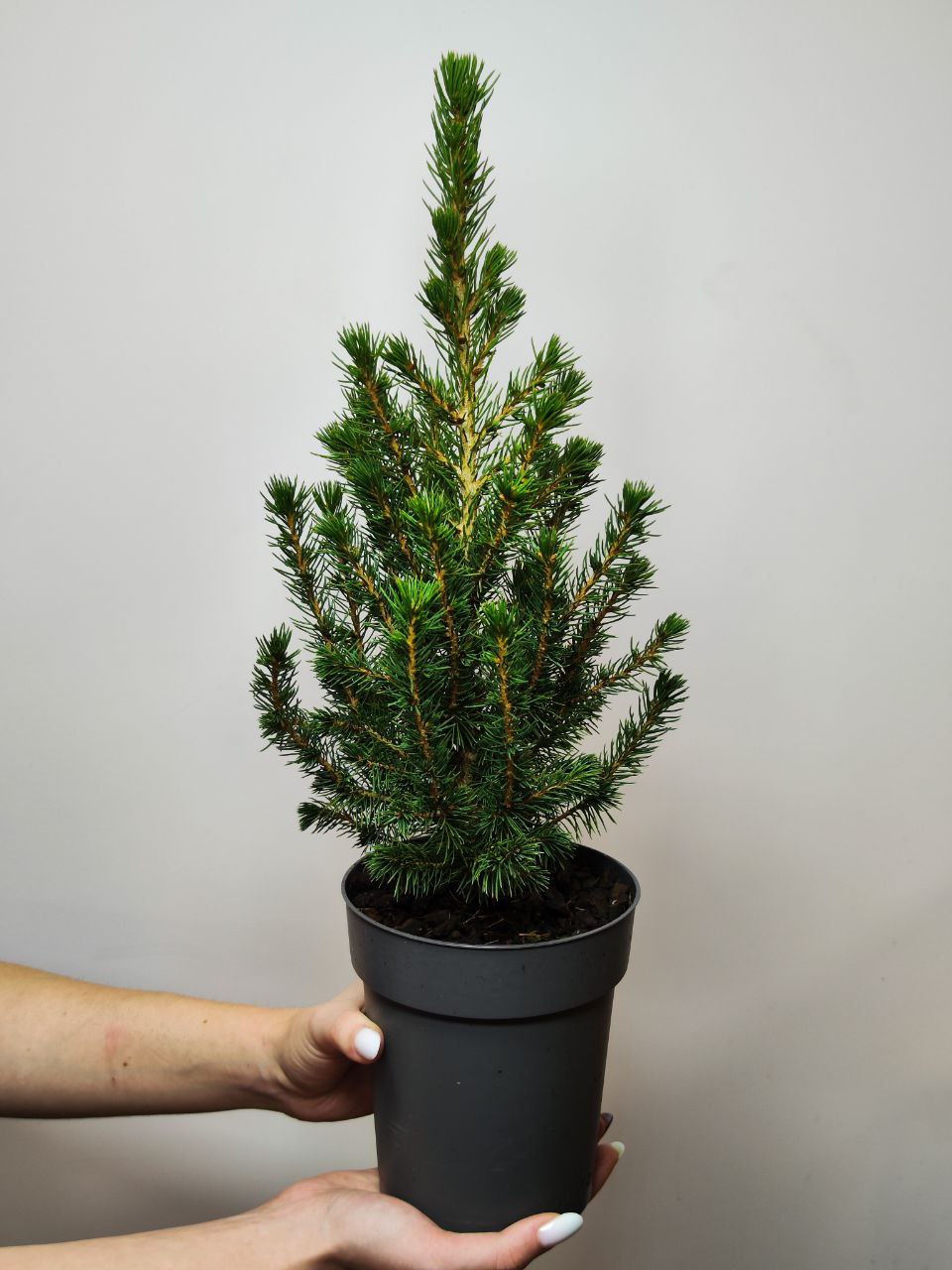 Ель Глаука Коника (Picea Glauca Conica) D9см, живая елка в горшке