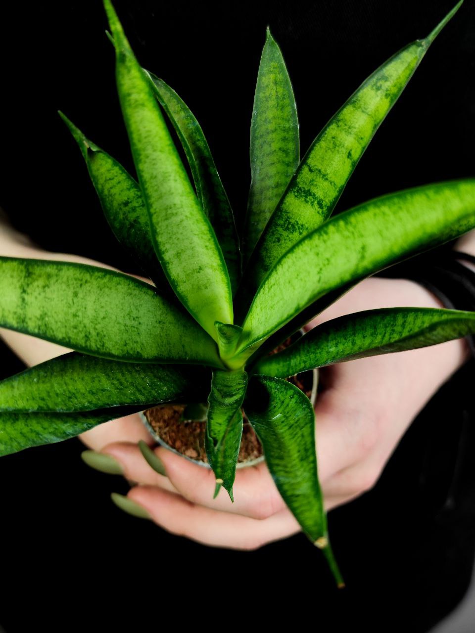 Сансевиерия Пантера (Sansevieria Panthera) D6см