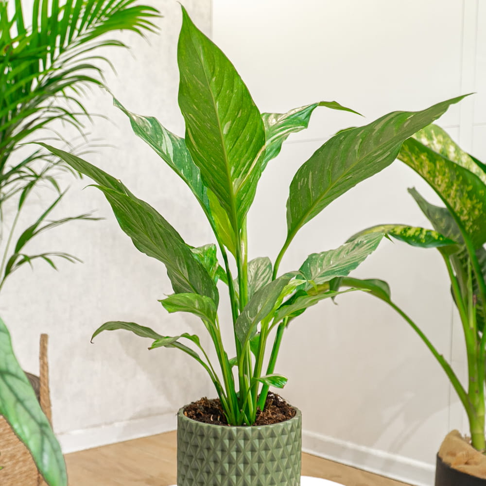 Спатифиллум Вариегатный Даймонд (Spathiphyllum Diamond Variegated) D12см