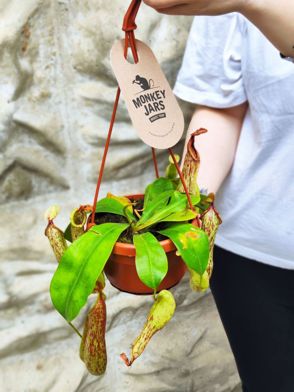 Непентес Мохито (Nepenthes Mojito) D14см