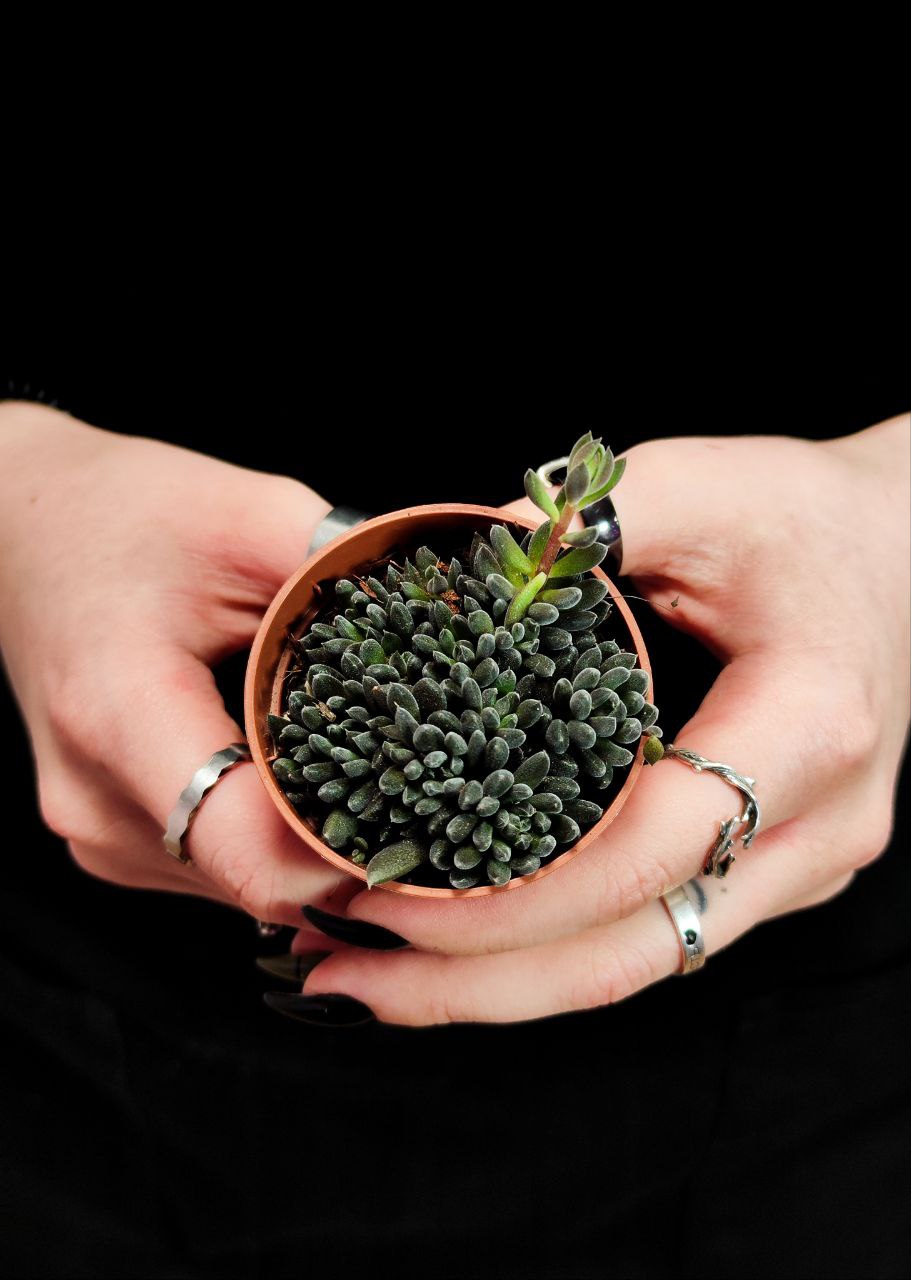 Синокрассула Юннаньская (Sinocrassula Yunnanensis) D5см