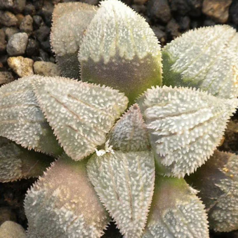Хавортия Карликовая (Haworthia Pygmaea) D5см