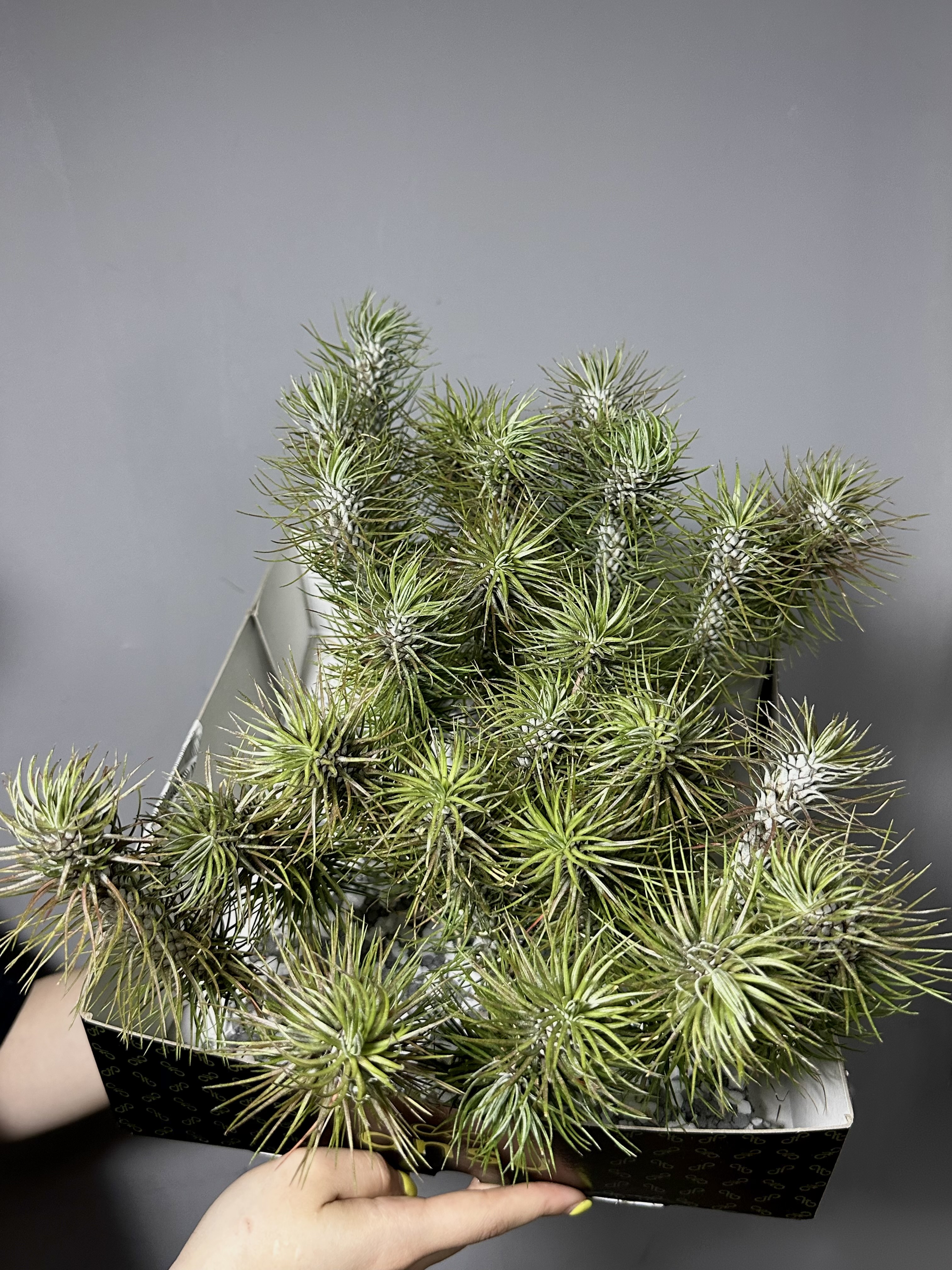 Тилландсия Фанкиана Крейзи Лав (Tillandsia Funckiana Crazy Love)