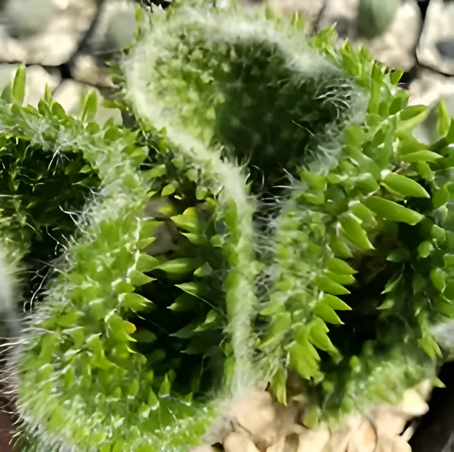 Опунция Субулата Кристата (Opuntia Subulata Cristata) D9см