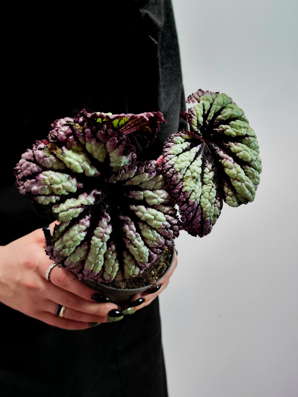 Бегония Рекс Файерворкс (Begonia Rex Fireworks) D12см