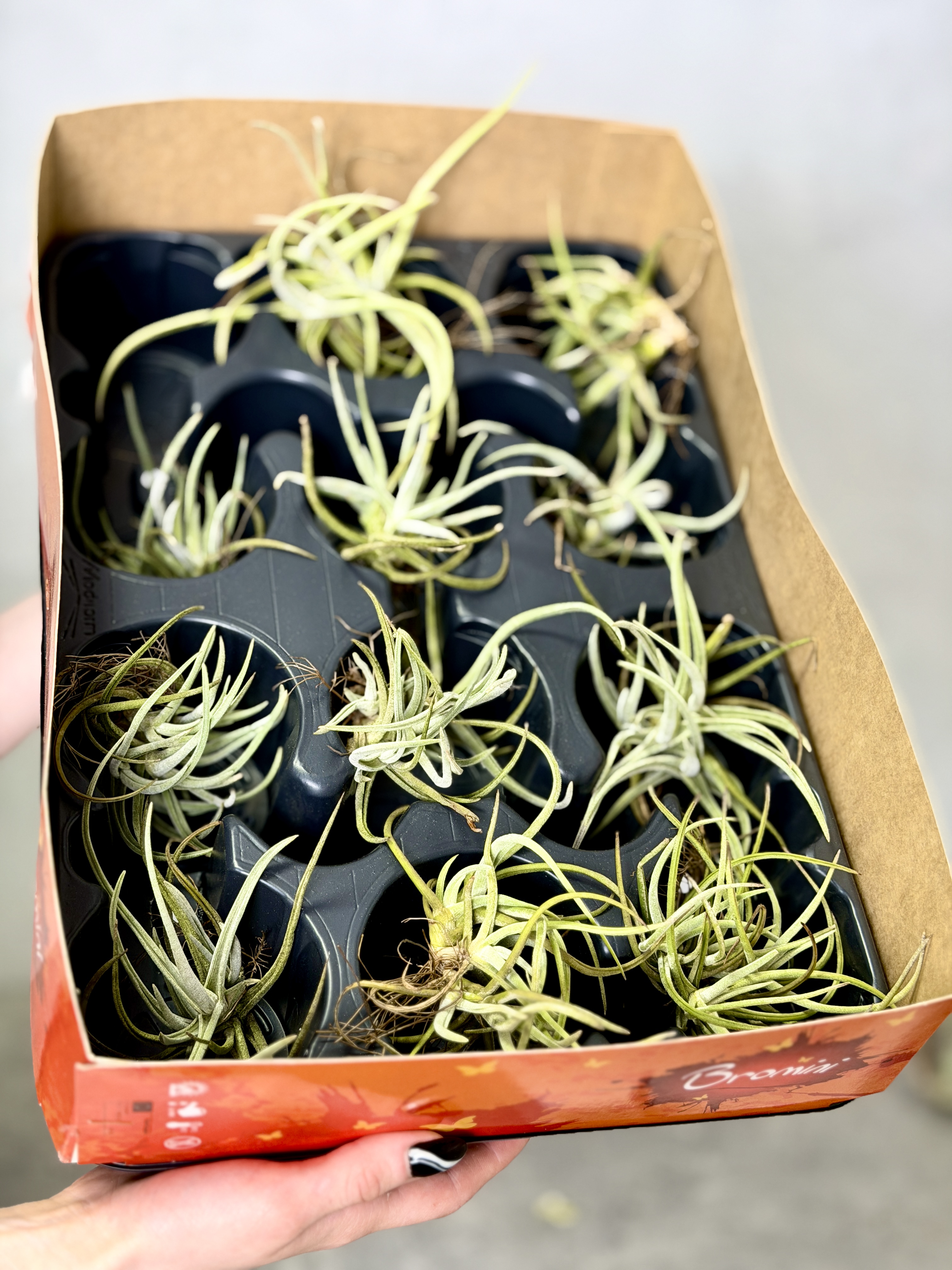Тилландсия Глабиор (Tillandsia Glabior)