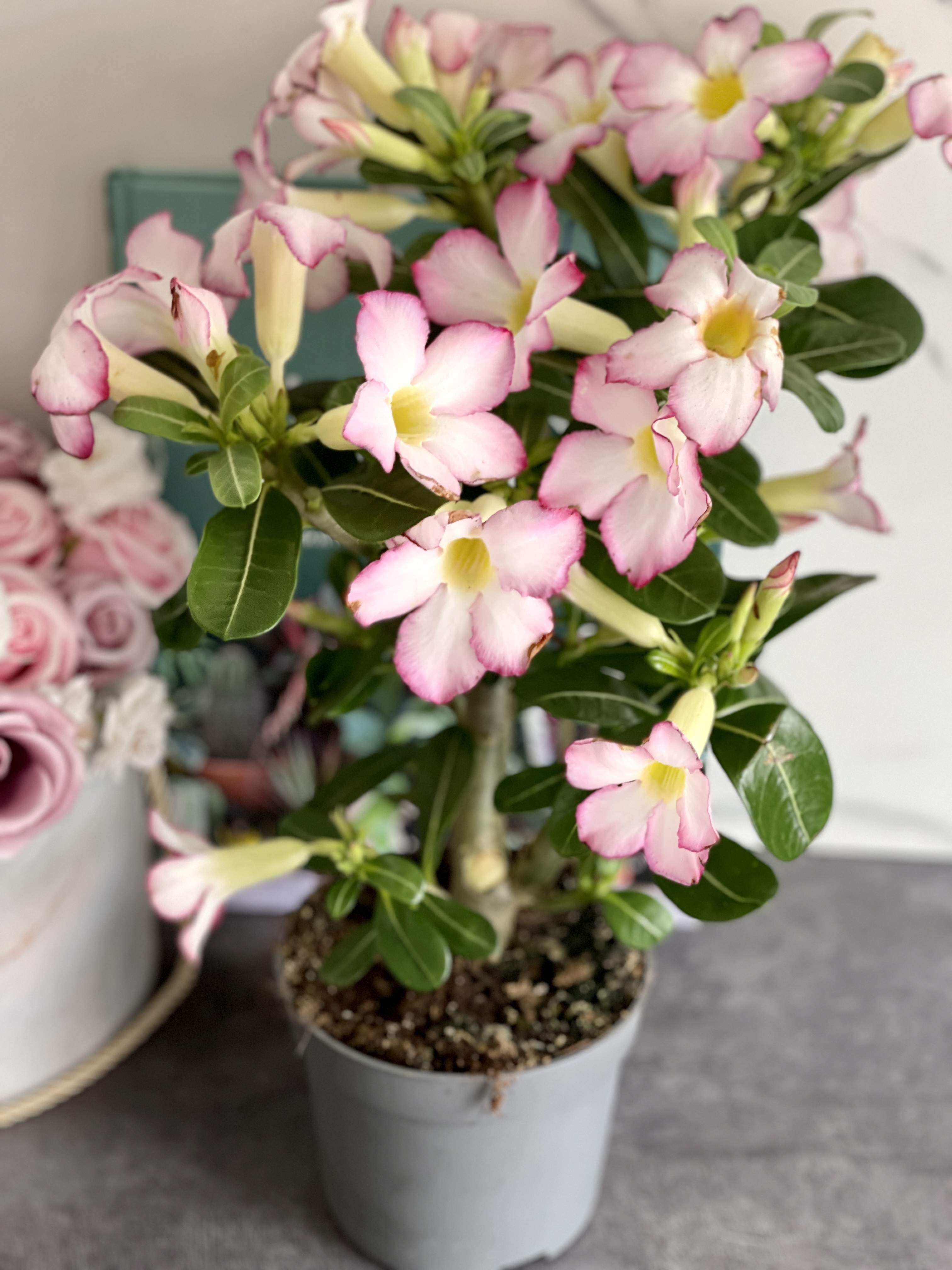 Адениум Тучный Пинк Стар (Adenium Obesum Pink Star) D12см