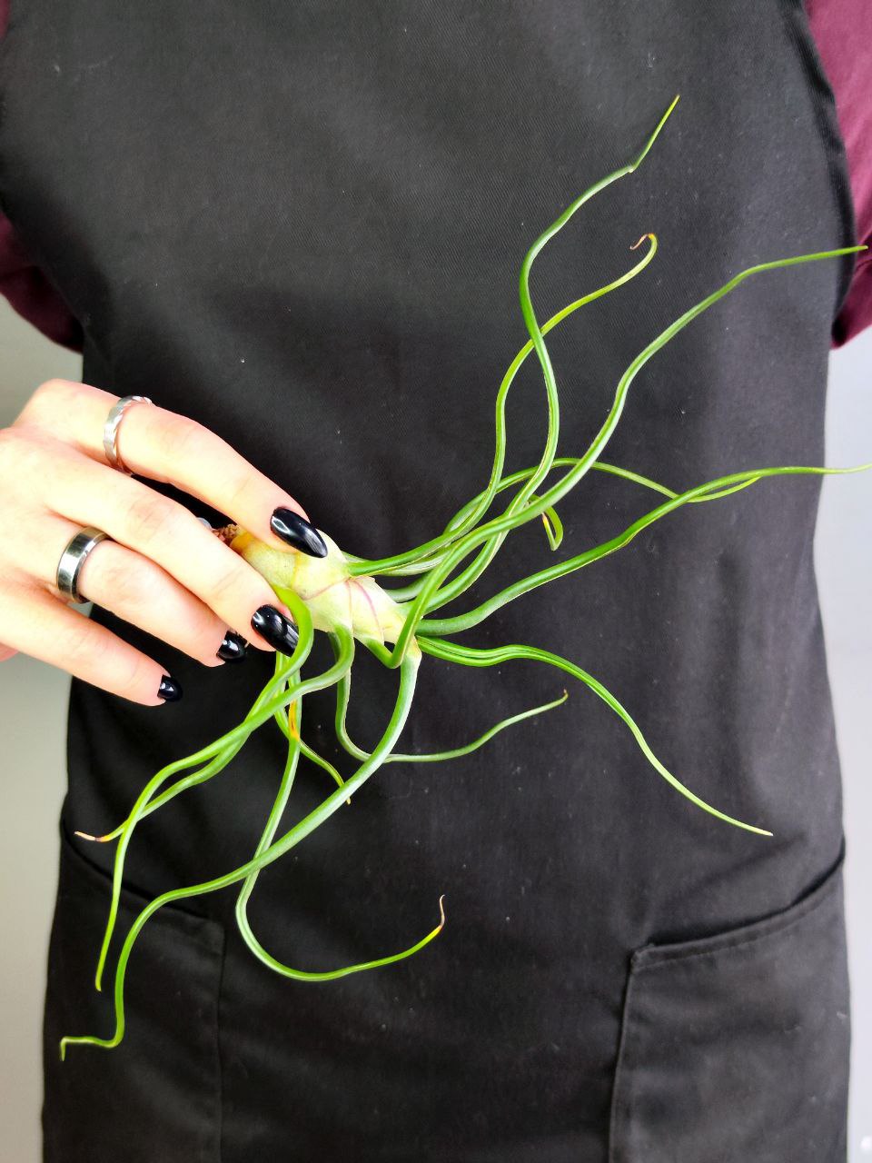 Тилландсия Бульбовидная (Tillandsia Bulbosa) XL