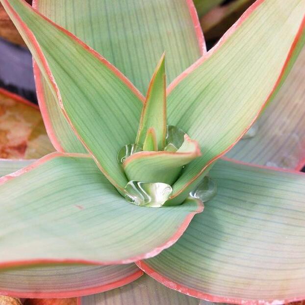 Алоэ Стриата (Aloe Striata) D5см
