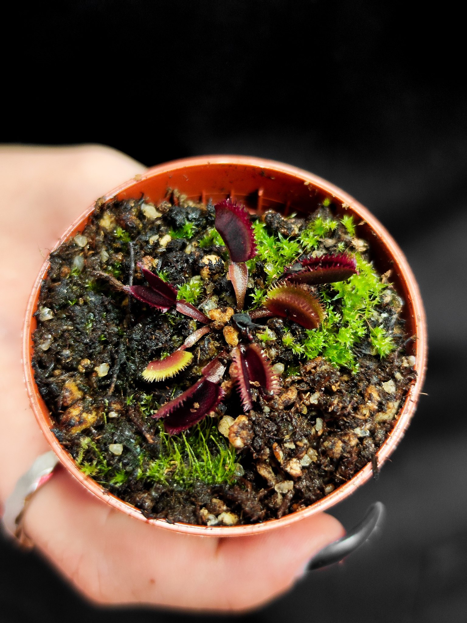 Венерина Мухоловка "Красная Пилообразная" (Dionaea Muscipula "Red Sawtooth") D5см
