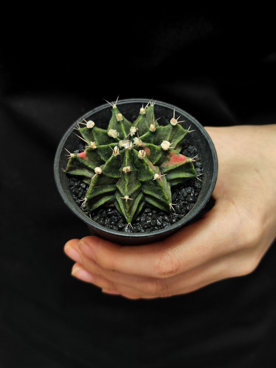 Кактус Гимнокалициум Михановича Недовариегата (Gymnocalycium Mihanovichii Variegata) D7см