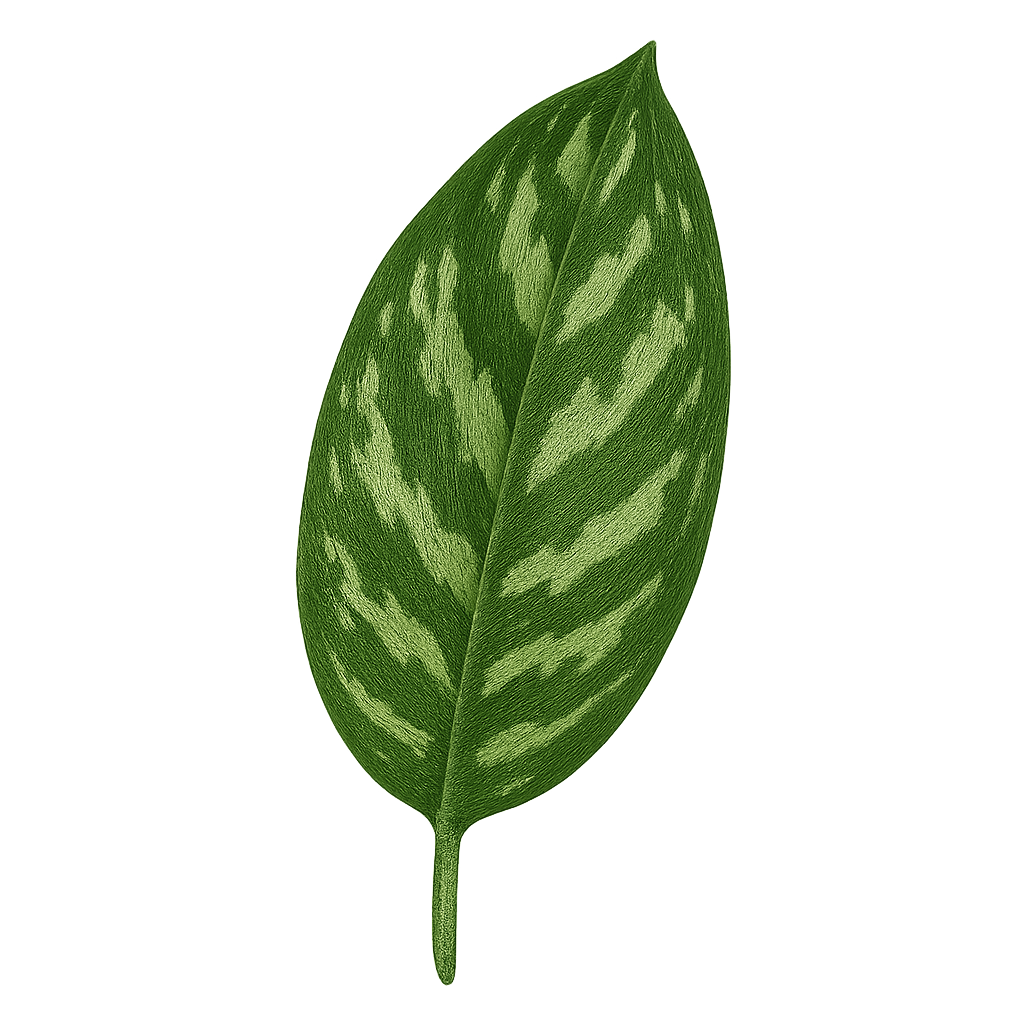Шизматоглоттисы фото Exotica