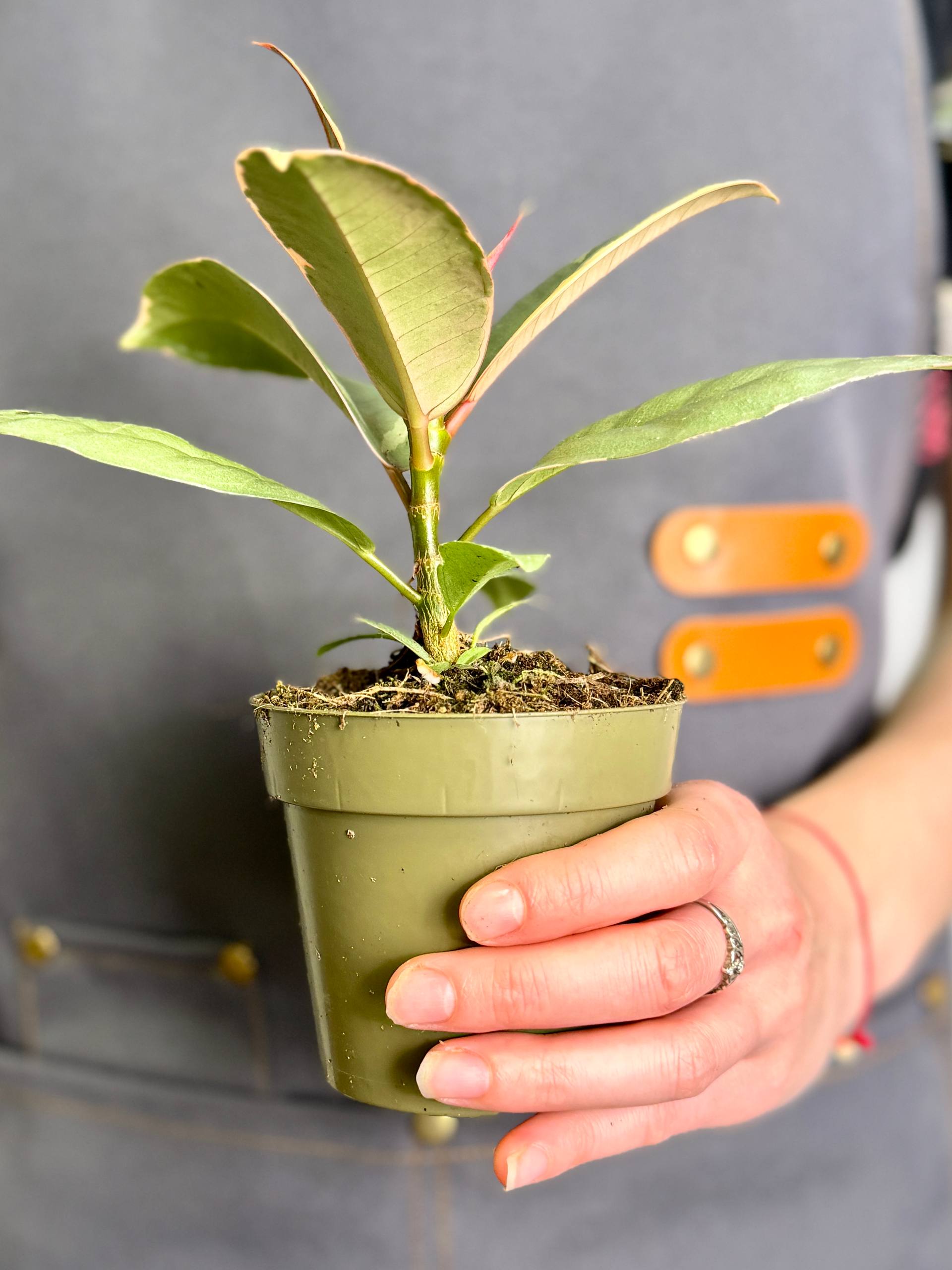 Фикус Эластика Белиз (Ficus Elastica Belize) D9см