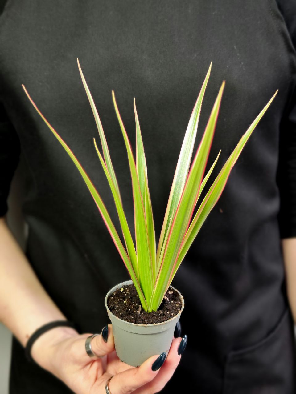Драцена Маргината Биколор (Dracaena Marginata Bicolor) D6см
