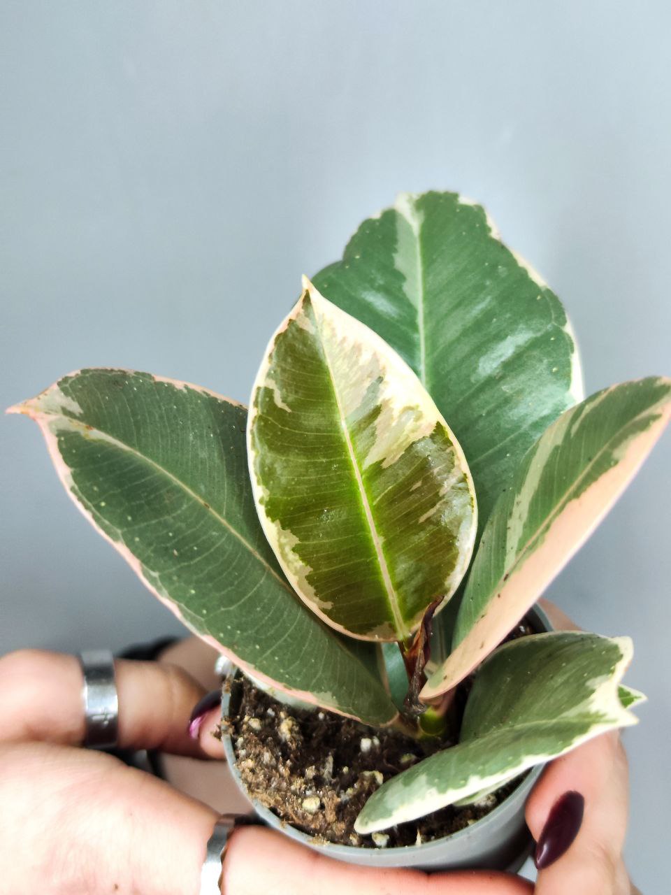 Фикус Эластика Тинеке (Ficus Elastica Tineke) D6см