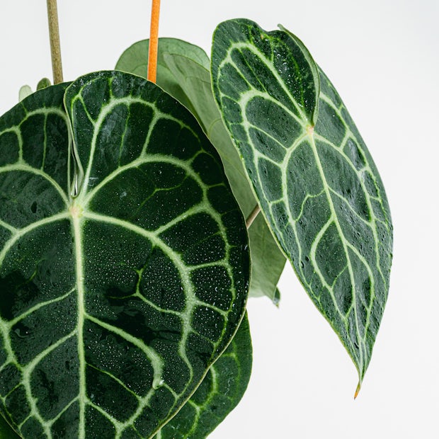 Антуриум Кларинервиум (Anthurium Clarinervium) D6см