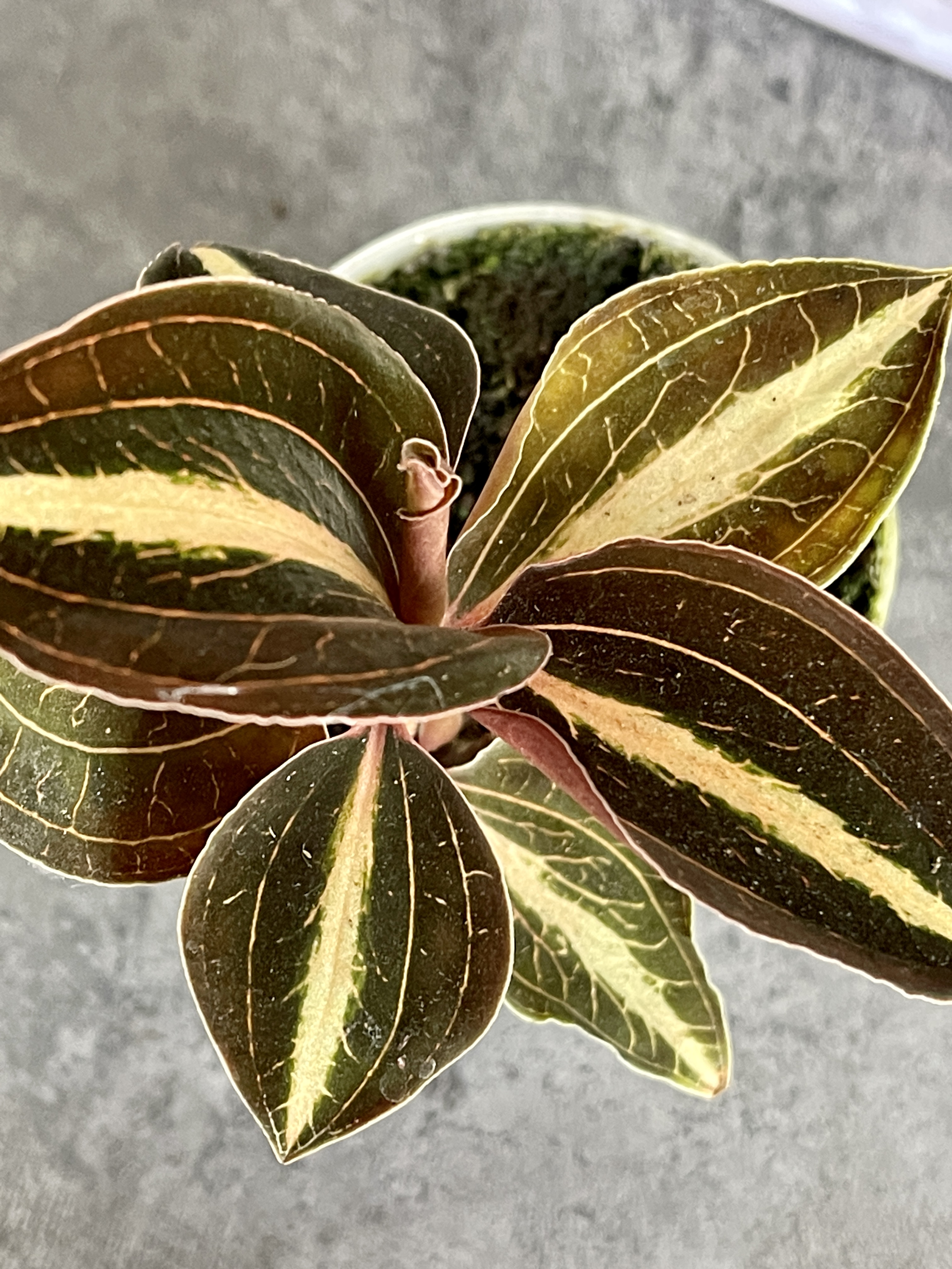 Орхидея Драгоценная Карма Эмбер (Jewel Orchid Karma Amber) D7см
