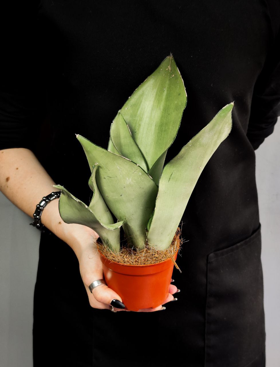 Сансевиерия Муншайн (Sansevieria Moonshine) D9см