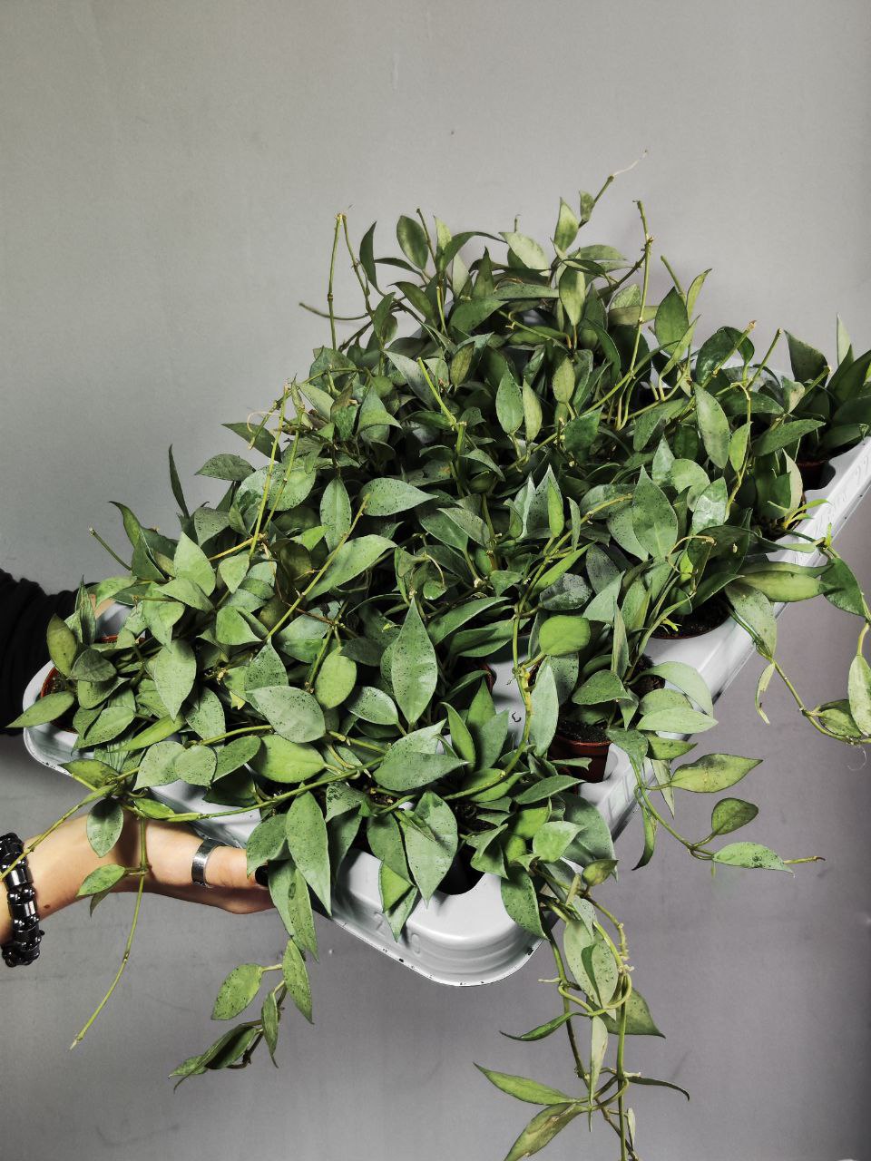 Хойя Лакуноза Минт (Hoya Lacunosa Mint) D6см
