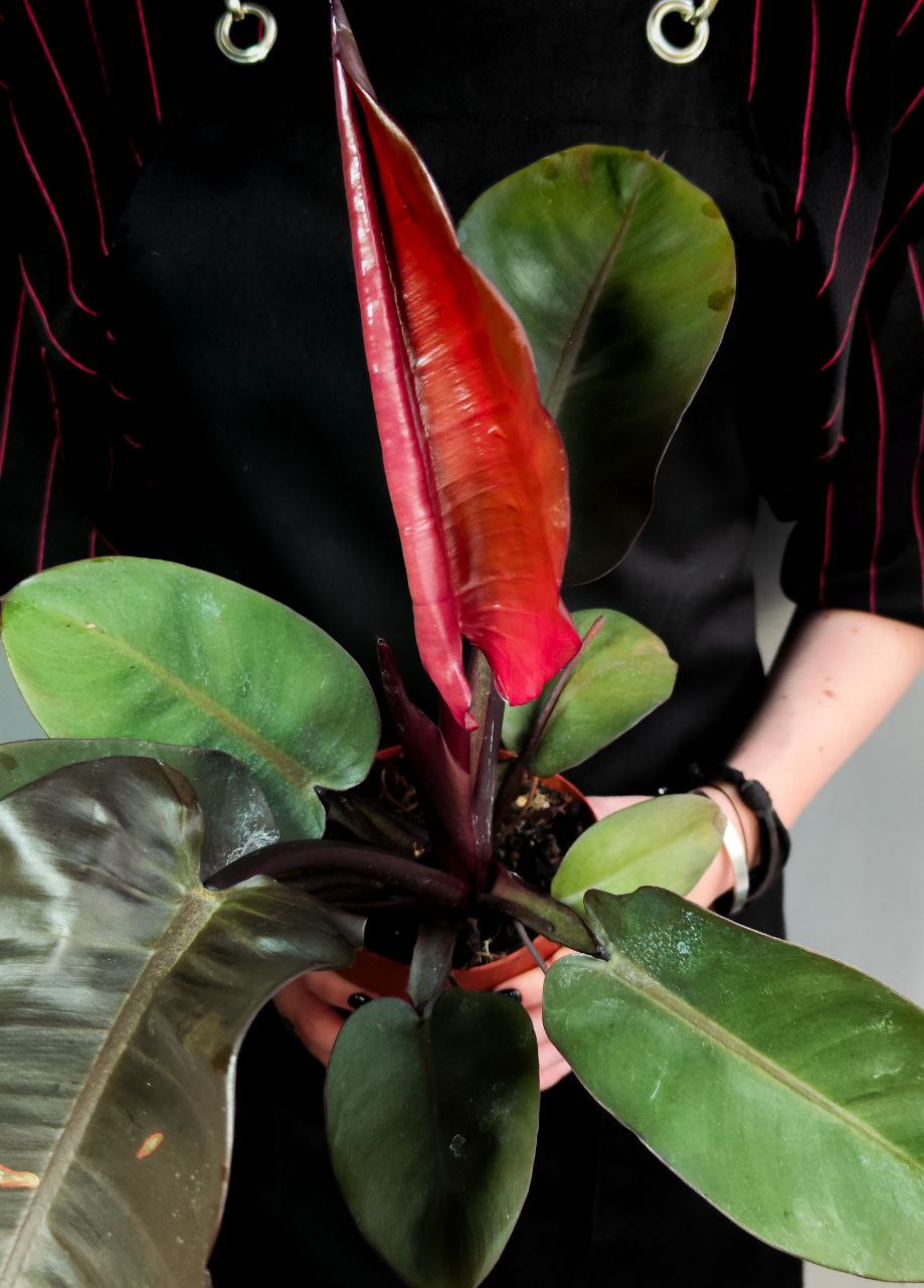 Филодендрон Империал Ред (Philodendron Imperial Red) D12см