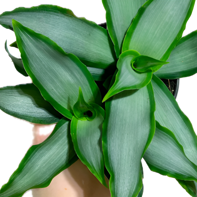 Традесканция Сильвер, или  Мурданния Лориформис Бридж Стар (Murdannia Loriformis Bright Star) D6см