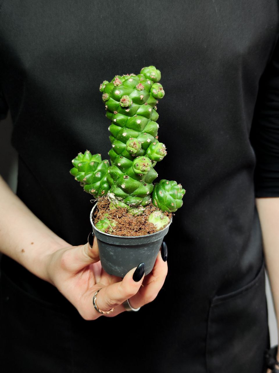Эуфорбия (Молочай) Ричи, или Монадениум Ричи (Euphorbia Ritchiei) D6см