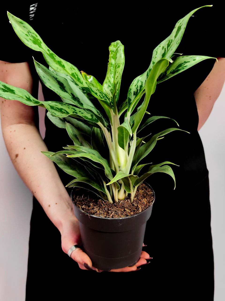 Аглаонема Грейхаунд (Aglaonema Greyhound) D12см