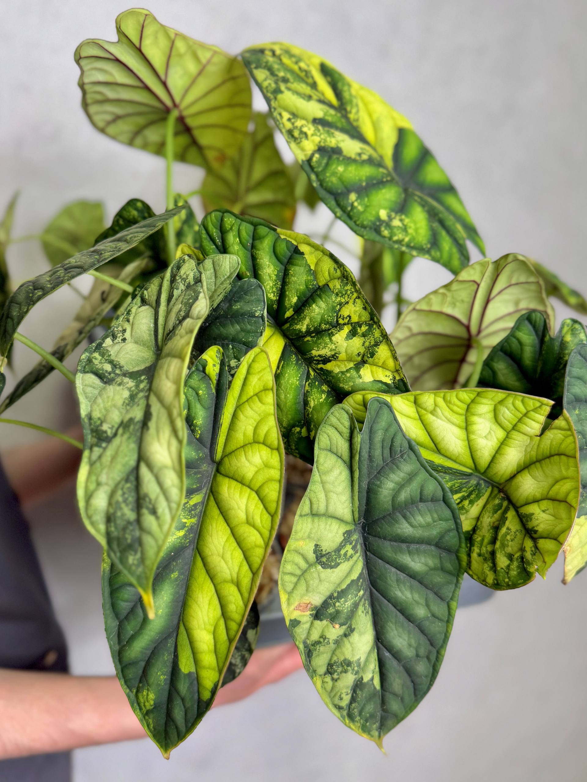 Алоказия Драгон Скейл Вариегатная (Alocasia Dragon Scale Variegata) D9см