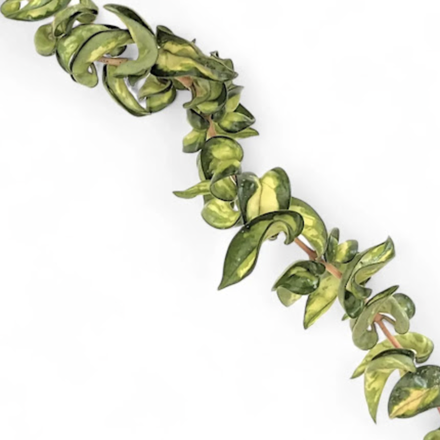 Хойя Карноза Компакта Мауна Лоа (Hoya Carnosa Compacta Mauna Loa) D6см