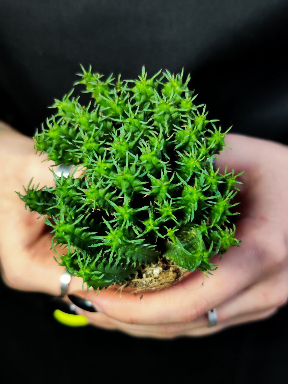 Молочай Сосочковидный Пферсдорфа (Euphorbia Submammillaris f. Pfersdorfii) D5см