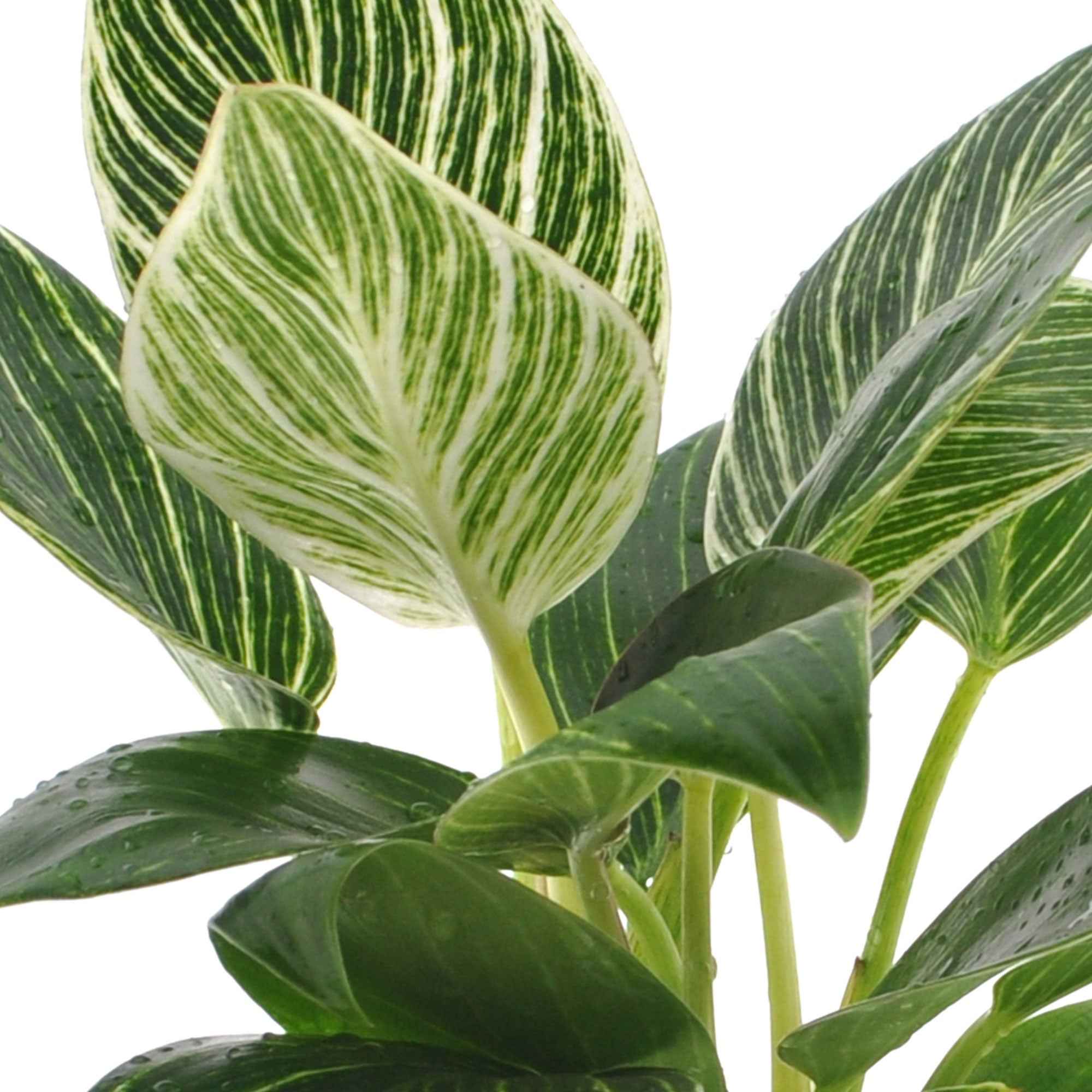 Филодендрон Биркин (Philodendron Birkin) D6см