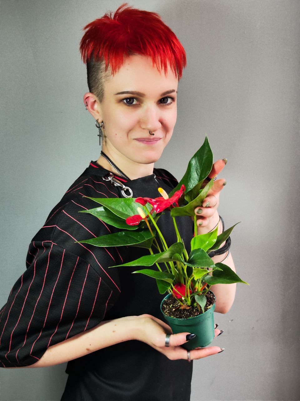 Антуриум Андре Красный (Anthurium Аndraeanum Red) D9см