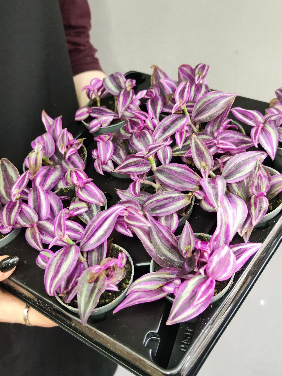 Традесканция Пинк Парадайз (Tradescanthia Pink Paradise) D6см