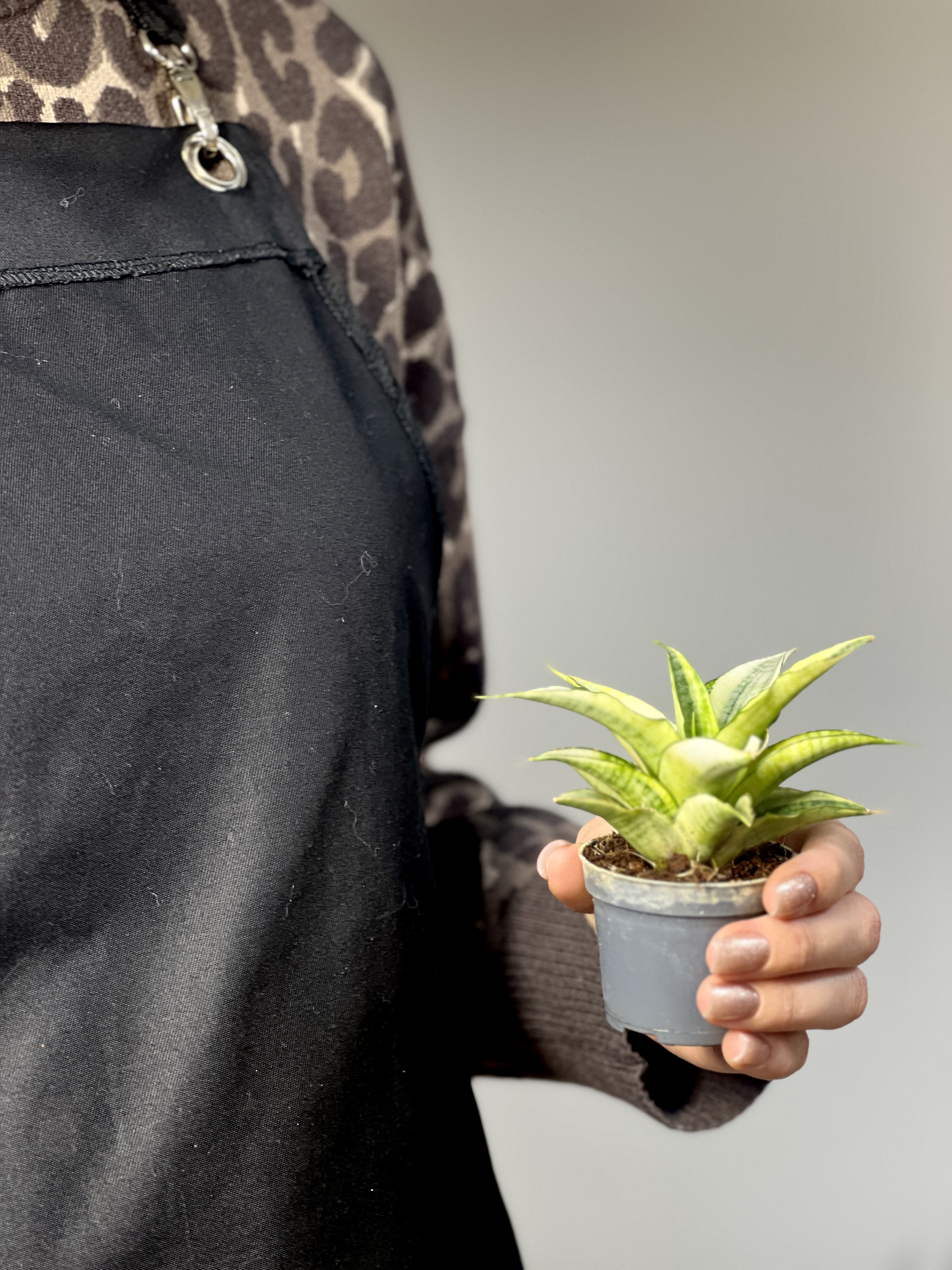 Cансевиерия Габриэлла Вариегатная (Sansevieria Gabriella Variegata) D6см
