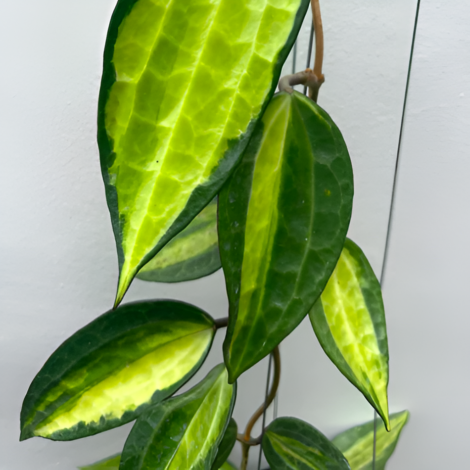 Хойя Латифолия Пот оф Голд (Hoya Latifolia Pot of Gold) D10см