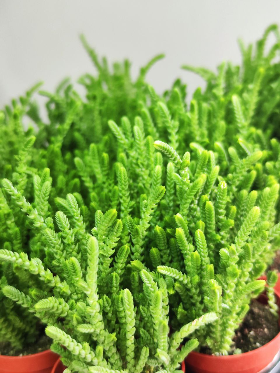Крассула Плауновидная (Crassula lycopodioides) D5см