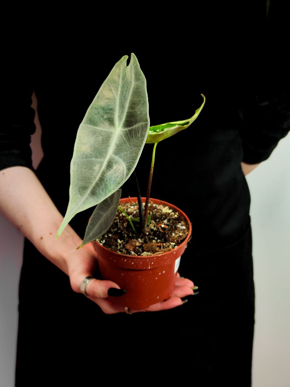 Алоказия Лонгилоба Сильвер (Alocasia Longiloba Silver) D10см