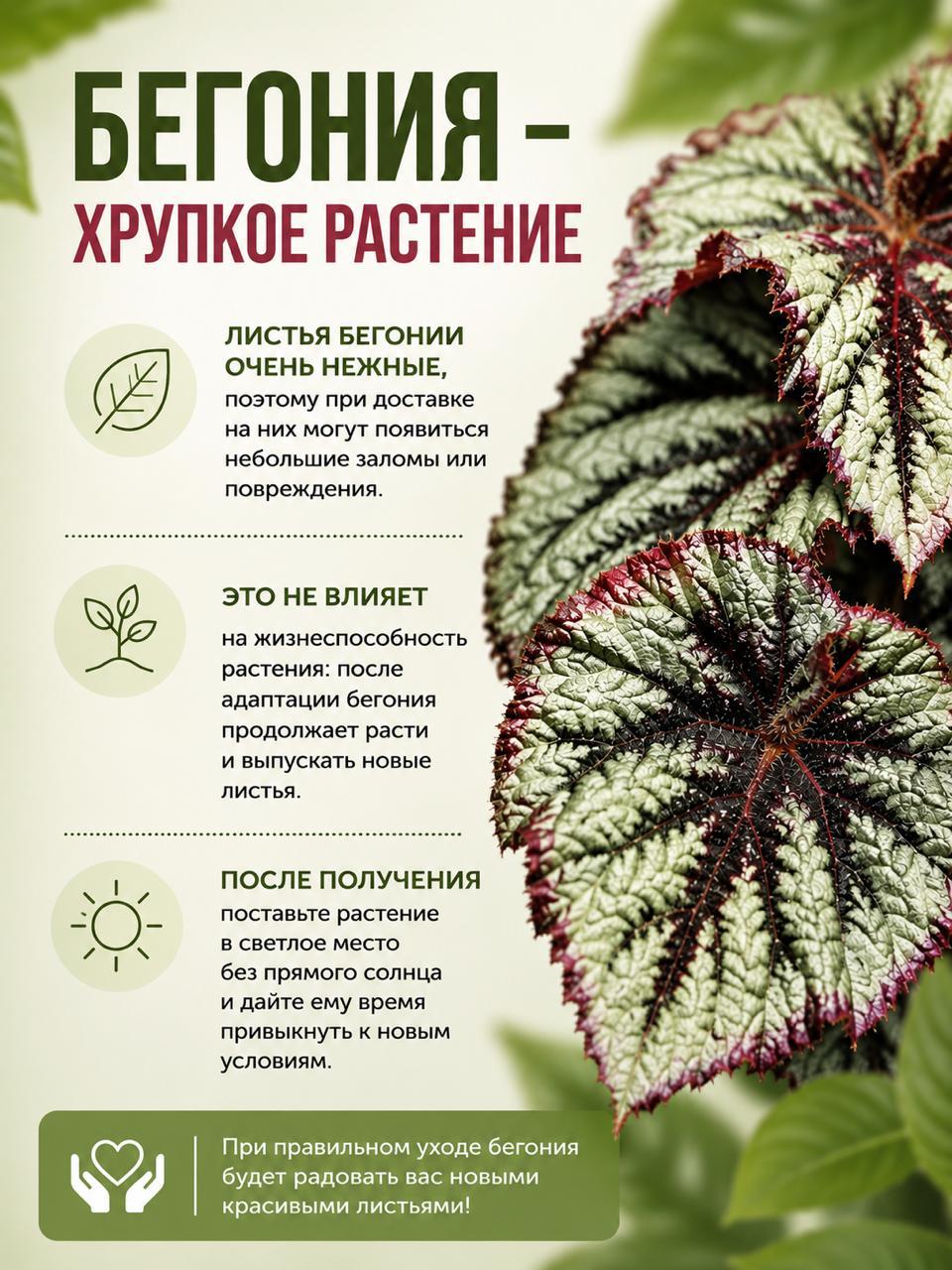 Бегония Краклин Рози (Begonia Cracklin Rosie) D12см