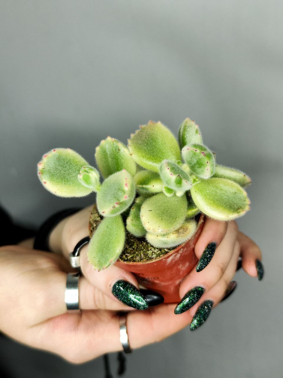Котиледон Томентоза Леди Смит Вариегатный (Cotyledon Tomentosa Subsp. Ladismithiensis) D5см
