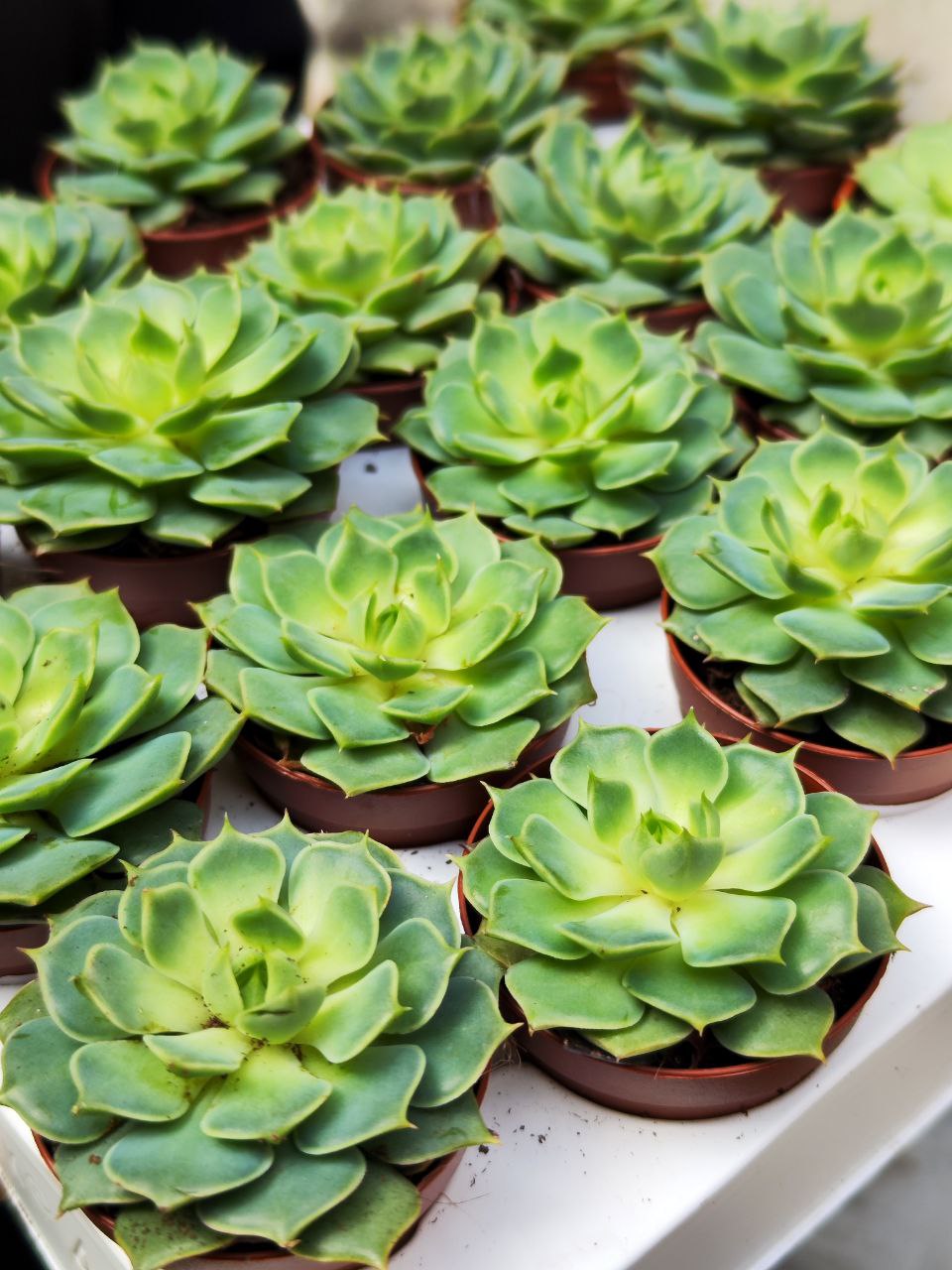 Эхеверия Деренберга Грин (Echeveria Derenbergii Green) D5см