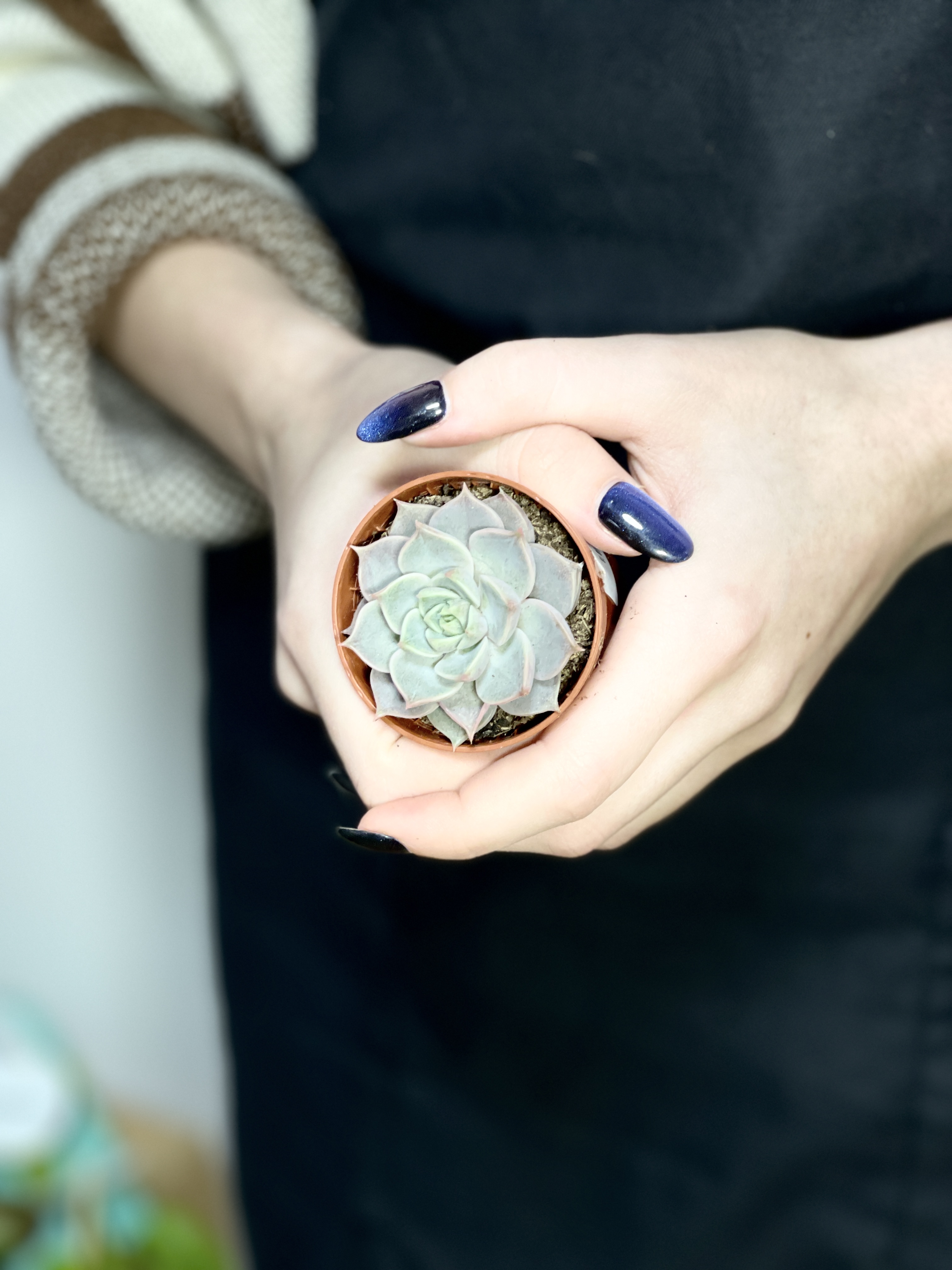 Эхеверия Марсик (Echeveria Marsik) D5см